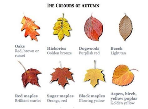 The Different Types Of Autumn Leaves