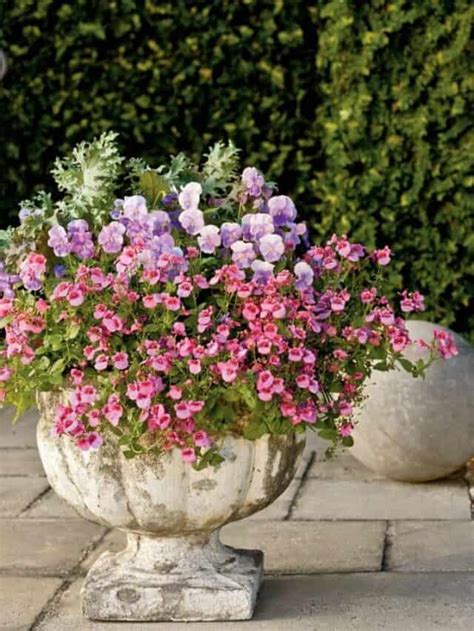 Sun And Shade Container Garden Ideas Youll Love Story Inspiration