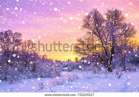 Beautiful Winter Landscape Forest Trees Sunrise Stock Photo 732224227