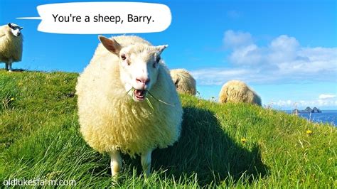 Sheep Memes Funny Sheep Pictures Old Lukes Farm