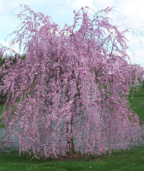 Ornamental plants are so common nowadays that it's very likely you either have one inside your house or someone close to you have one as well! Weeping Flowering Cherry - low form - Bower & Branch