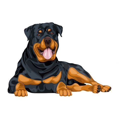 Premium Vector Rottweiler Dog Illustration