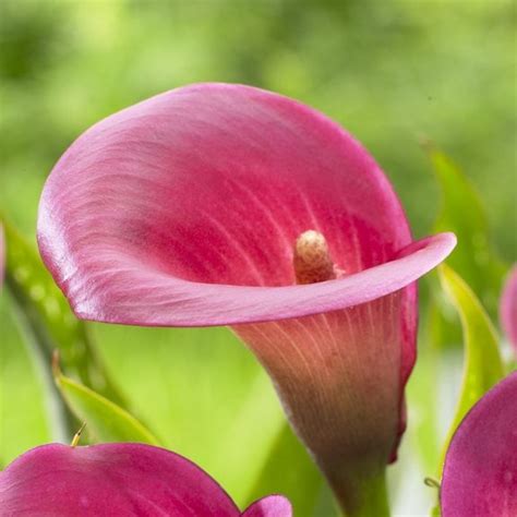 Hot Pink Calla Lily Ruby Sensation