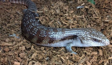Northern Blue Tongue Skink Facts And Pictures
