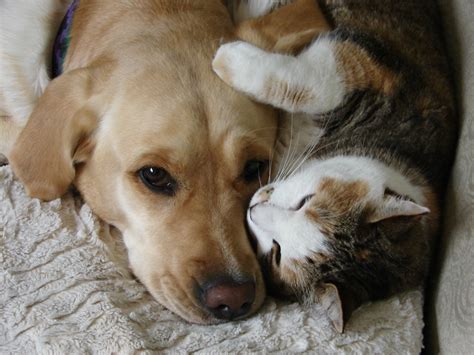 We did not find results for: Cat And Dog Friendship Wallpapers High Quality | Download Free