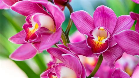 Ctv Your Morning Expert Tips On Caring For Indoor Orchids