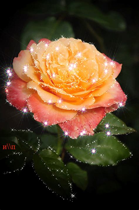 Flowers  Images Free Download ~ Flower  Bodenewasurk