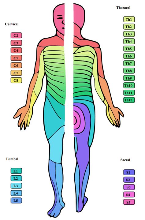 Spinal Nerve Dermatome Map