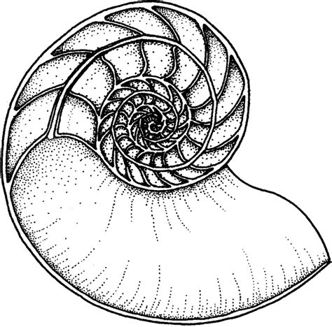 10 Chambered Facts About Nautiluses Mental Floss