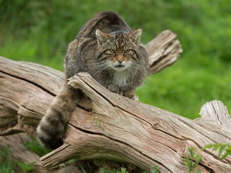 Science News In Brief A Test For Scottish Wildcats To A Discovery Of A