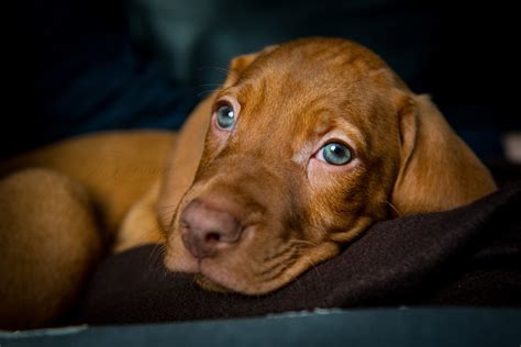 Hungarian Vizsla Puppy North East Wedding Photographer