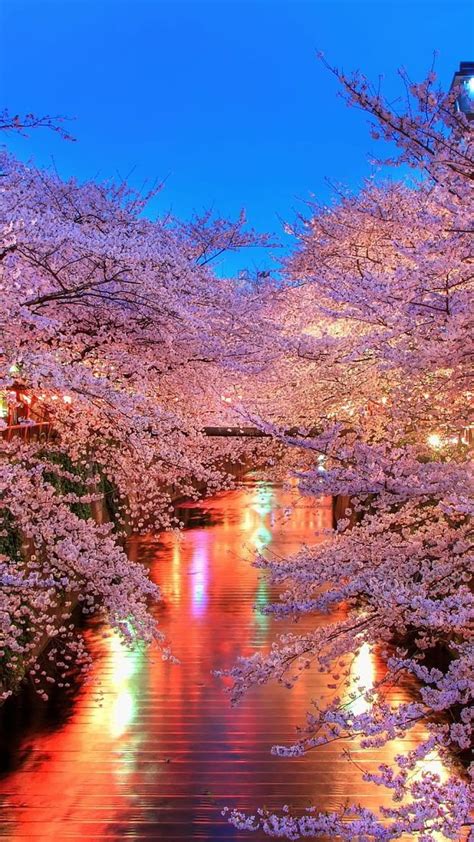 1920x1080px 1080p Free Download Cherry Blossom Japan Graphy Pink