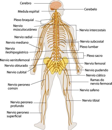 ¿cuáles Son Los órganos Del Sistema Nervioso Sistema Nervioso