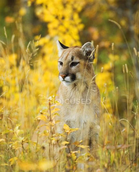 Juvenile Cougar Sitting In Flowery Meadow Close Up — Season Puma