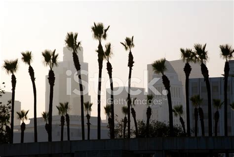 Palm Trees Silhouette Los Angeles Stock Photo Royalty Free Freeimages