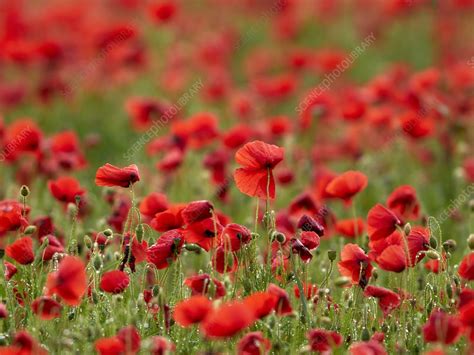 Field Poppy Papaver Rhoeas Stock Image C0043203 Science Photo