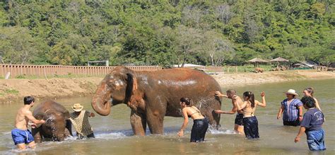 Top 10 Best Thai Elephant Home Thailand Travel Guide Ume Travel