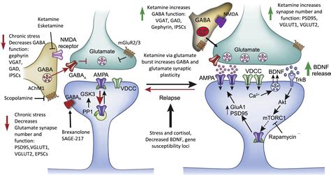 Altered Connectivity In Depression Gaba And Glutamate Neurotransmitter
