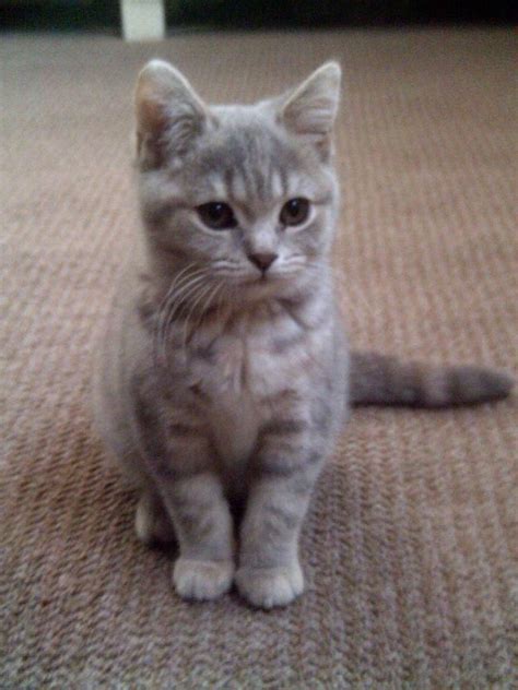 To better understand why you need hypoallergenic cat breeds, you need to understand what causes these. kittens for adoption in ct | Cute Cats Pictures | Madelta ...
