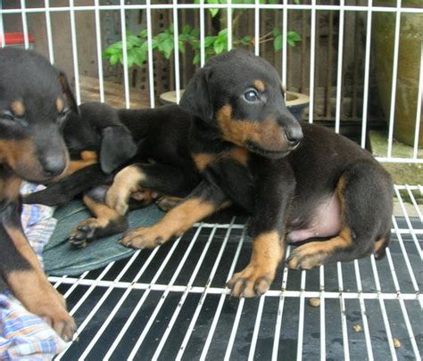 Pure Doberman Puppies For Sell Female Only Now 1 Month Guard Line For
