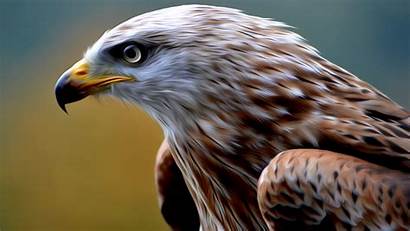 4k Animal Eagle Backgrounds Birds Animales Imagenes