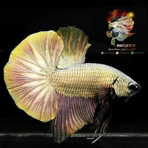 Jual Ikan Cupang Hias Betta Copper Gold Tembaga Plakat Di Lapak