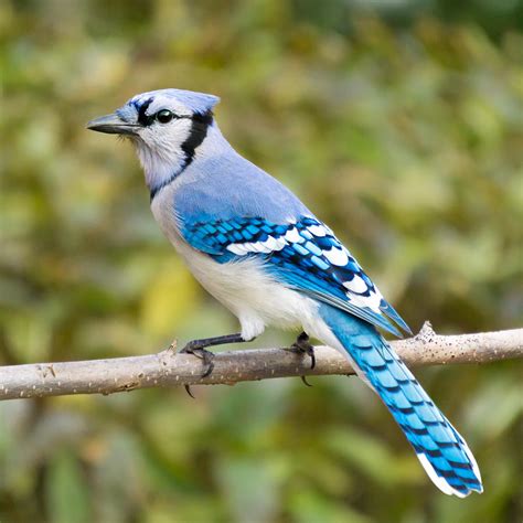 39 Best Ideas For Coloring Blue Jay Bird Pictures