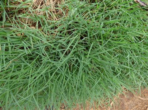 Tips For Planting Watering And Fertilizing Bermuda Grass Seed