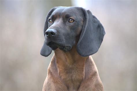 Bavarian Mountain Scent Hound Dog Breed Information All You Need To
