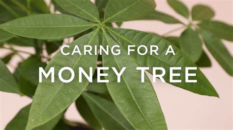 Your money tree is tropical, so it needs temperatures between 65 to 80 degrees. How To Care For A Money Tree - YouTube