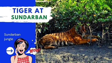 Best Video Of The Royal Bengal Tiger At Sundarban Explore