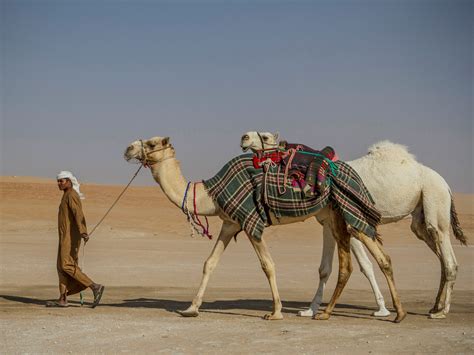 Camels are very social and like to greet each other by blowing in each other's faces. The UAE's Other Side: Celebrating Camels in the Desert ...