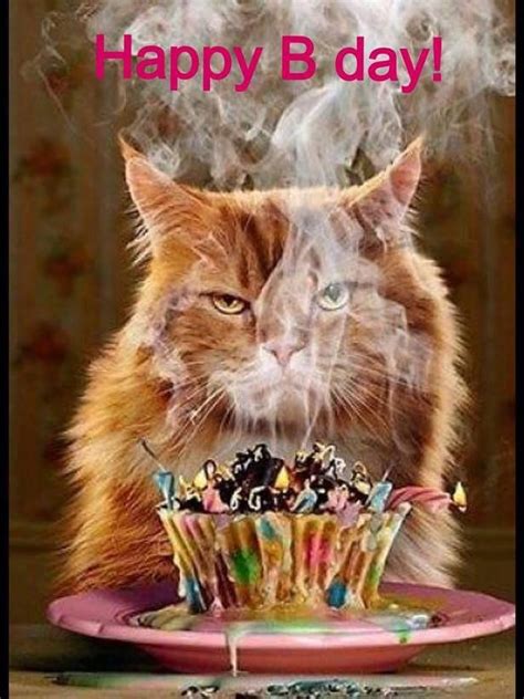 Happy Birthday From The Cat Messages Cat Meme Stock Pictures And Photos