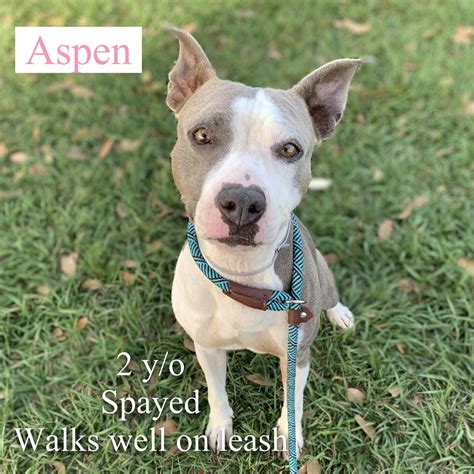 We did not find results for: Brevard County, FL - South Animal Care and Adoption Center ...