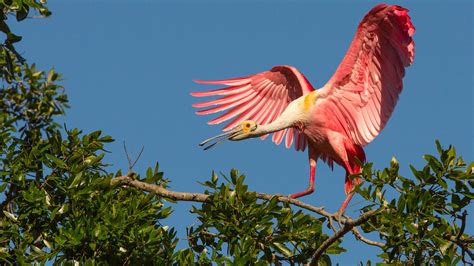 Pink Birds Roseate Spoonbill Tropical Exotic Birds Hd Wallpapers For