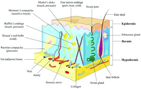 Skin Receptors Model