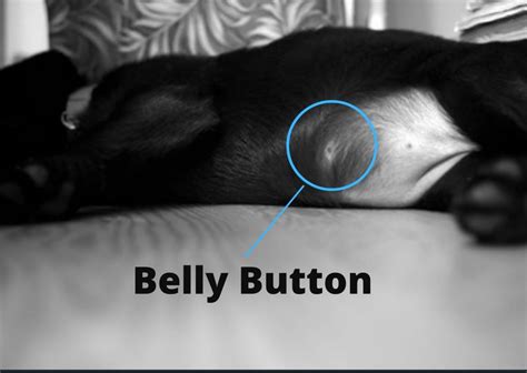 Do Dogs Have A Belly Button