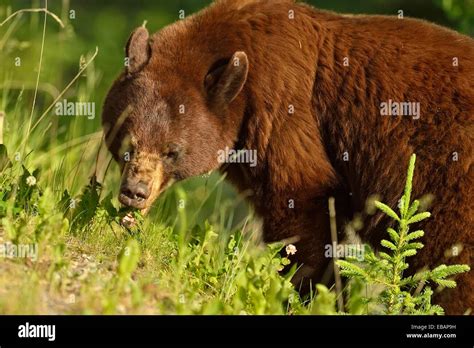 american black bear ursus americanus cinnamon variety feeding on roadside plants jasper