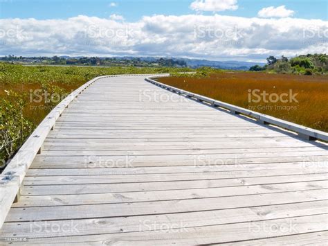 Wooden Walkway Through Wetland Stock Photo Download Image Now Color