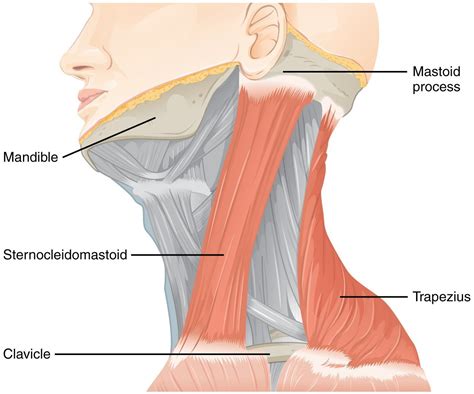 Head & neck regions i. Pin by Zalutskiy Vasiliy on How to clear sinuses in 2020 | Sternocleidomastoid muscle, Sinusitis ...