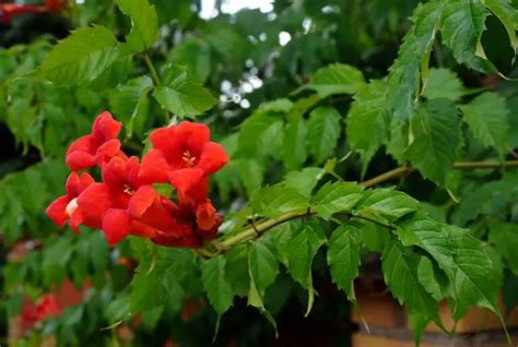 10 Bold Red Flowering Vines Plus Growing Tips Garden Lovers Club