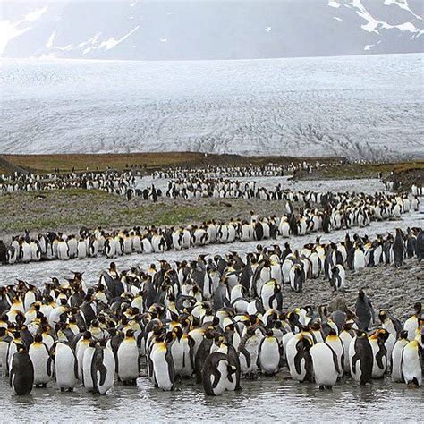 2020 Emperor Penguins Of Antarctica Inger Vandyke