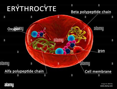 Estructura de glóbulos rojos eritrocito con hemoglobina visible y cadena de polipetida Sección