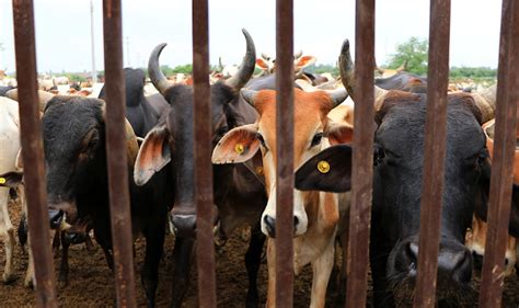 Uttar Pradesh Agra Man Booked For Having Sex With Cow