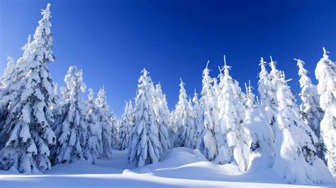 Wallpaper Trees Snow Winter Ice Spruce Fir Freezing Tree