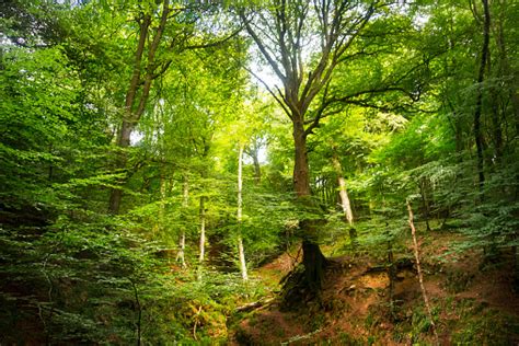 Forty Shades Of Green Stock Photo Download Image Now 2015 County