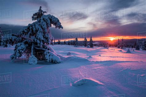 Snow Covered Winter Landscape At Sunset Lapland Pallas Yllastunturi