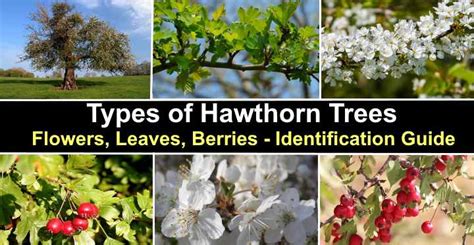 Types Of Hawthorn Trees With Their Flowers And Leaves Pictures
