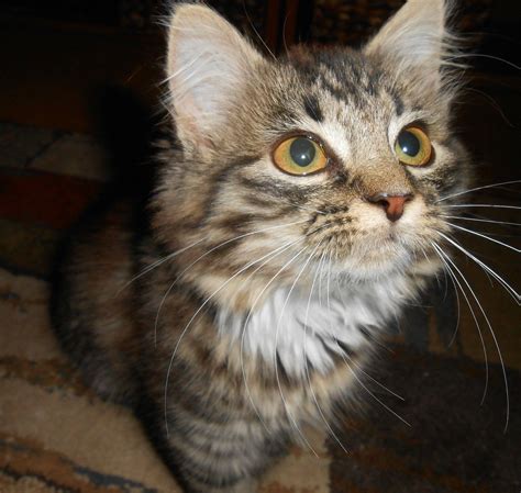 Adopted A Maine Coon Mix From The Pound Meet Granger Cats
