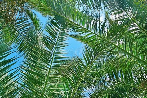 Branches Of A Coconut Tree Stock Photo Image Of Beauteous 53355948